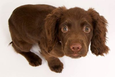 Cocker Spaniel puppy