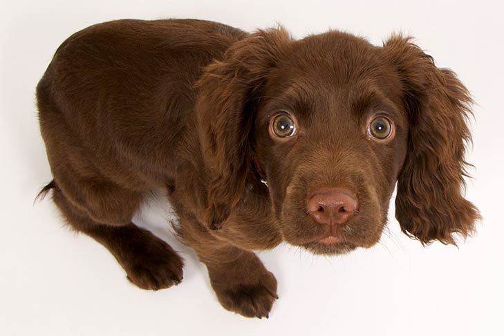 Cocker Spaniel puppy