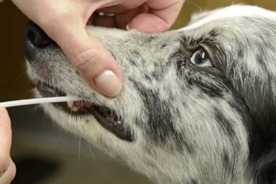 dog dna tests