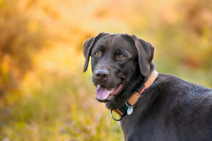 how-do-i-take-good-pictures-of-my-dog
