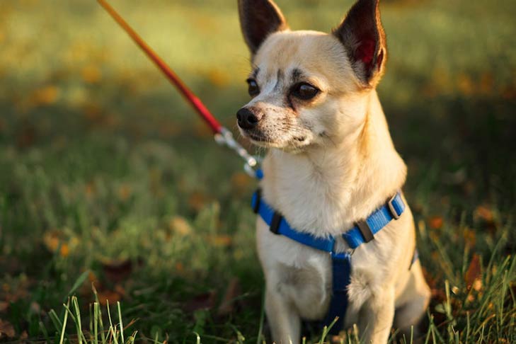 Chihuahua on a walk outdoors