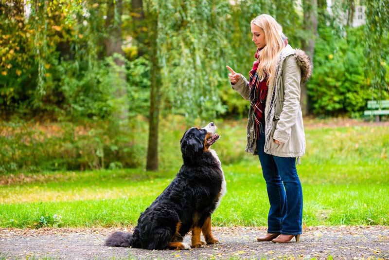 dog training