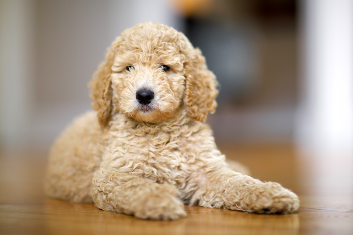 Poodle-puppy-laying-down-indoors.jpeg