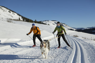 Australian Shepherd skijoring with a couple in the mountains.