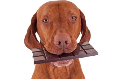Vizsla with Chocolate