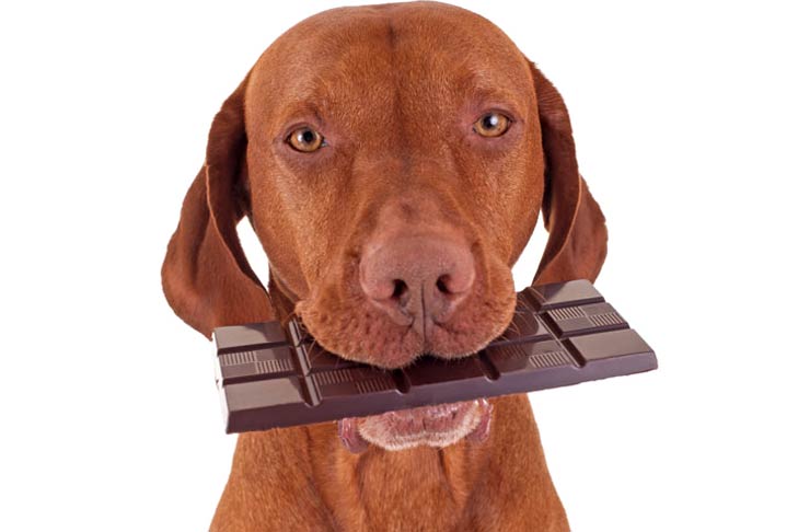 Vizsla with Chocolate