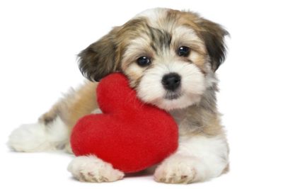 havanese heart