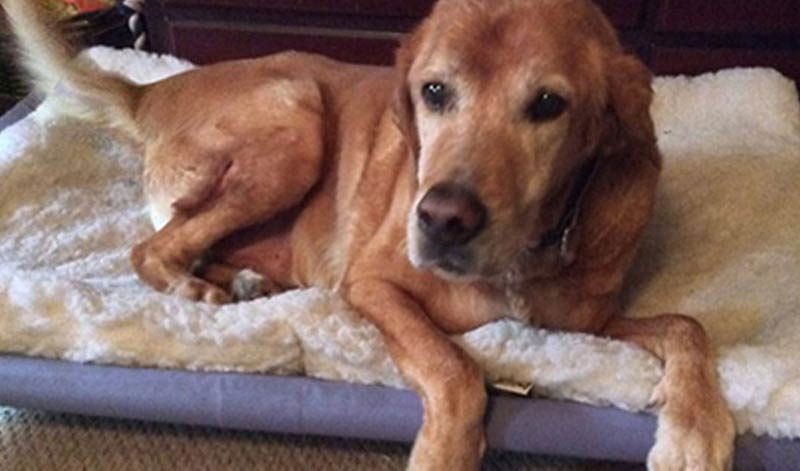glucosamine for dogs