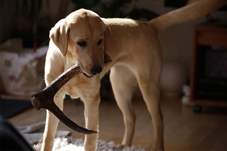 are pig ears better for a soft coated wheaten terrier than rawhide ears