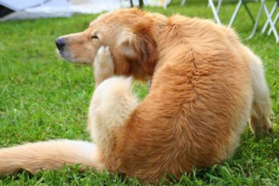 how to remove tick from dog