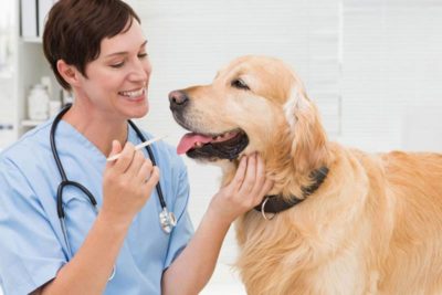 cephalexin for dogs
