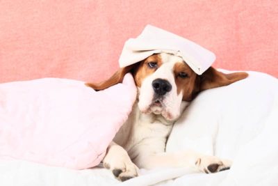 dog fever and temperature