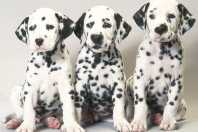 Dalmatian pups