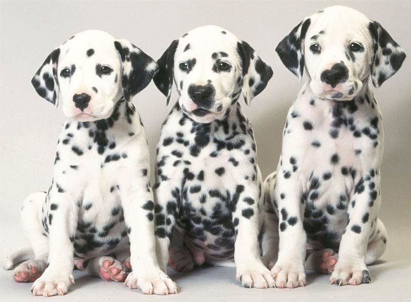 Dalmatian pups