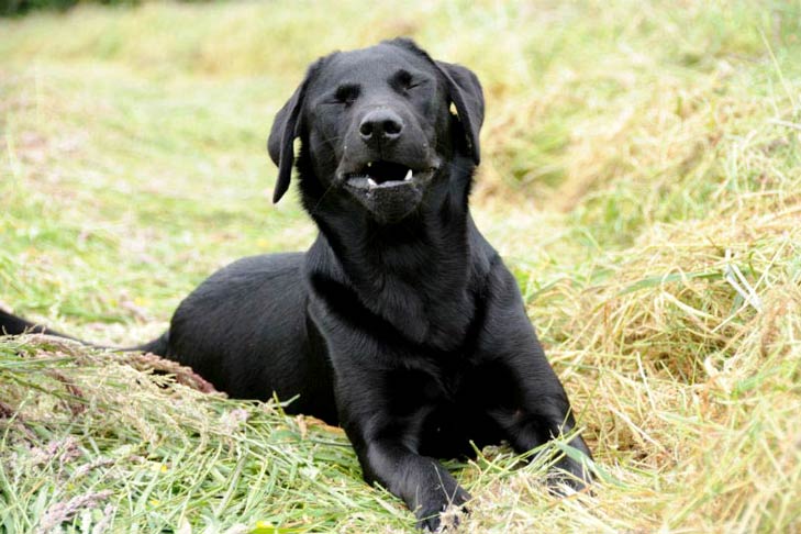 Black labrador retriever sneezing