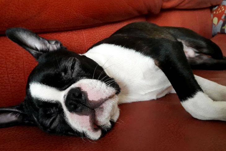 Boston Terrier lying on the couch