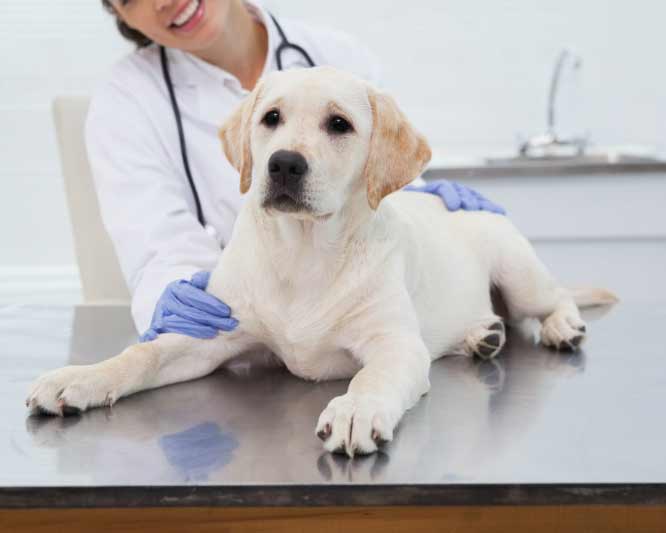 lab puppy at vet header