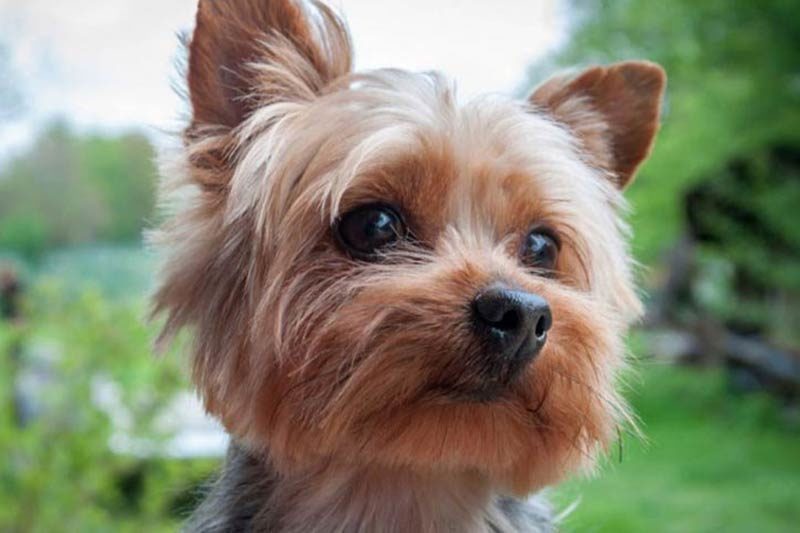 yorkie