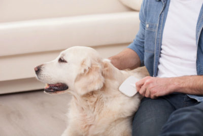 dog being brushed