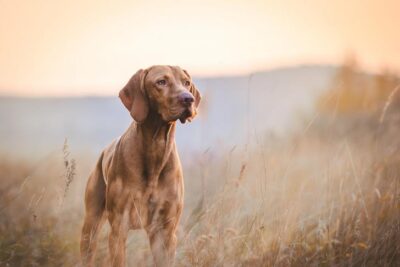 Vizsla standing in a field at sunrise.