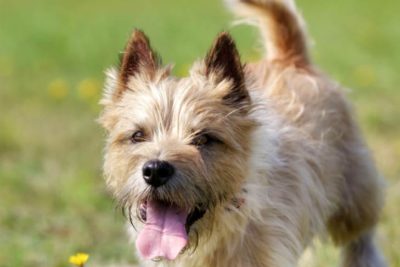Cairn Terrier outdoors