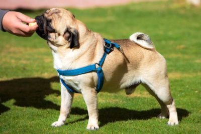 Pug eating a banana