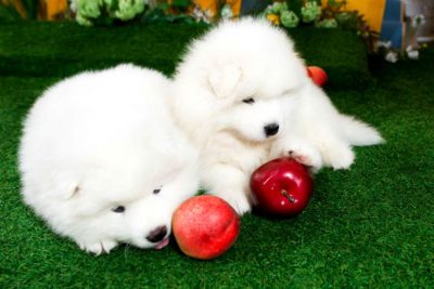 Samoyed puppies with apples