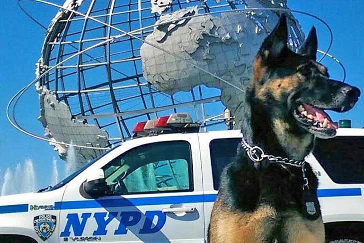 staten island German Shepherd k9 header