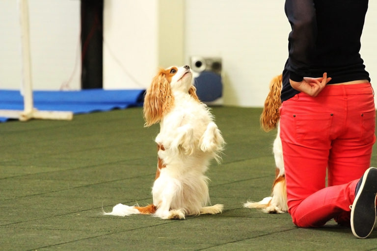 How to Teach Your Dog to Sit American Kennel Club