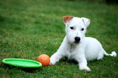 Parson Russell Terrier laying down with its toys in the grass.
