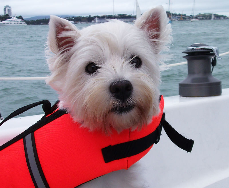 hurtta dog life jacket