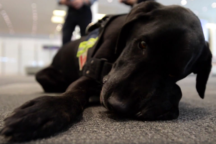 Jagger the black Labrador Retriever works at the airport