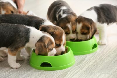 Beagle puppies eating from bowls indoors.