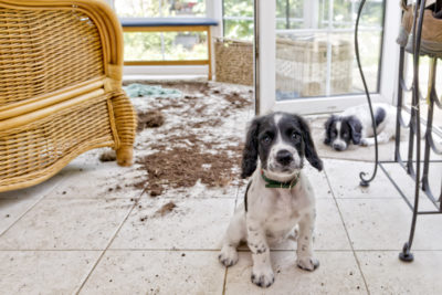 two puppies cause mess in house