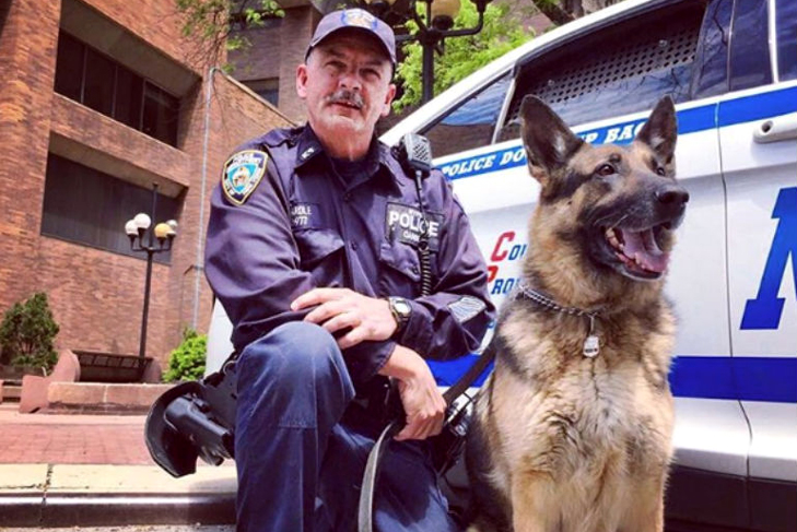 Belgian Malinois K9 on the NYPD