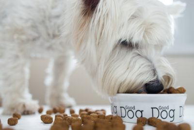 dog nutrition