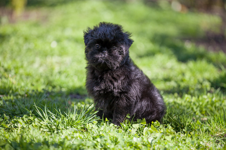 why do dogs scratch grass after they poop