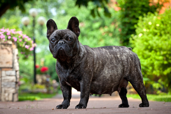 How Long Are Dogs Pregnant Dog Gestation Period
