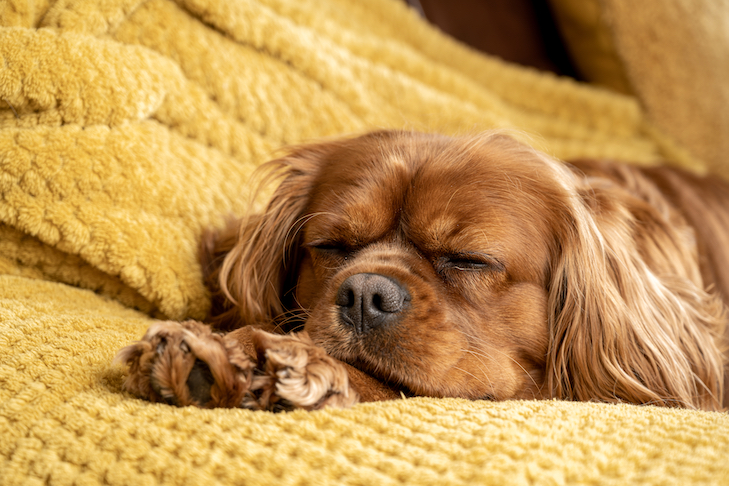 Can Dogs Take Melatonin Safely Thedogtoday