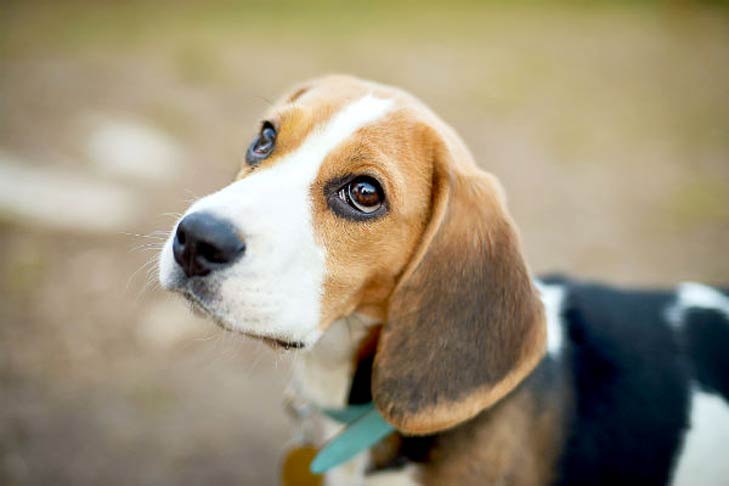Beagle outside