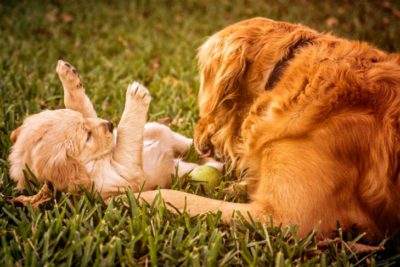 Golden retriever mother playing with her puppy outdoors