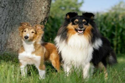 Shetland Sheepdog growth header