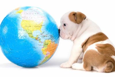 dog globe