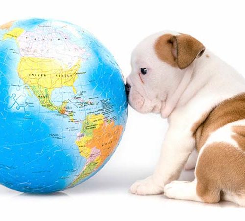 rehoming dogs from abroad