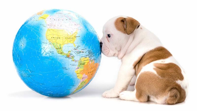 dog globe