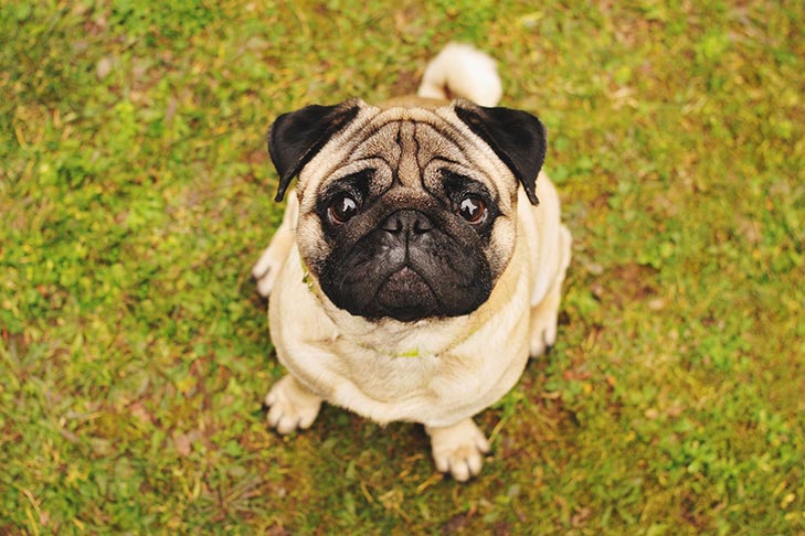 Cat/Dog Drink Koozies Pug