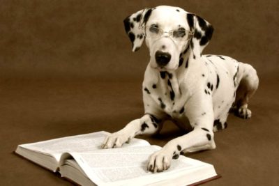 Dalmatian reading a book wearing glasses