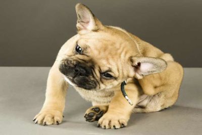 flea tick header