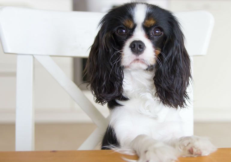Cavalier begging