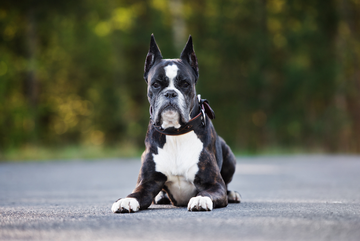 Boxer-laying-down-outdoors.jpg